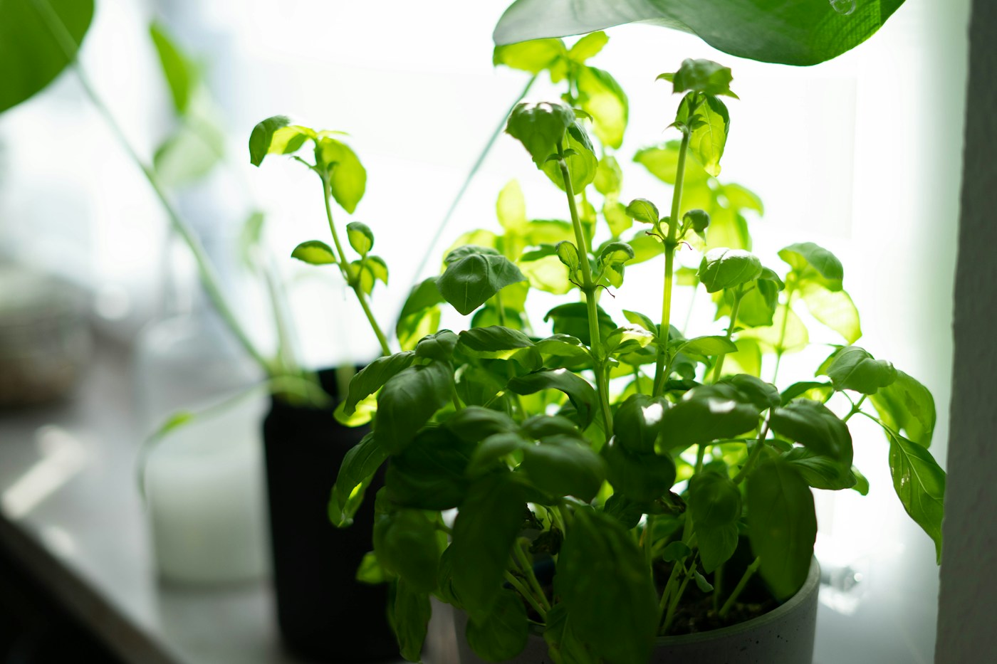 A basil plant in a pot